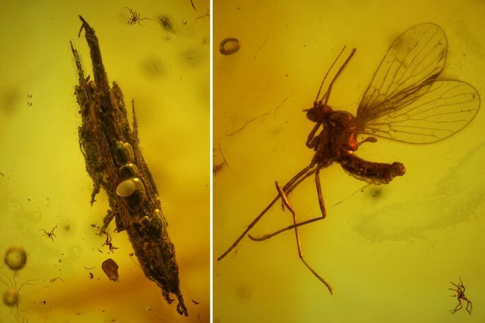 Fossil Fly (Diptera), Mite (Acari) & Wood Splinter in Baltic Amber #173642